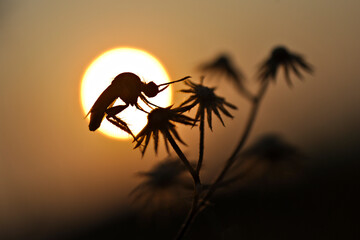 silhouette of a toxophora in a sunset