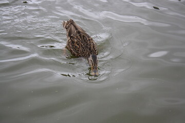 duck in the water