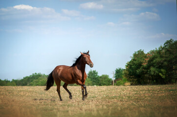 Obraz premium bay horse lovely photo walk in nature horse in motion blue background 