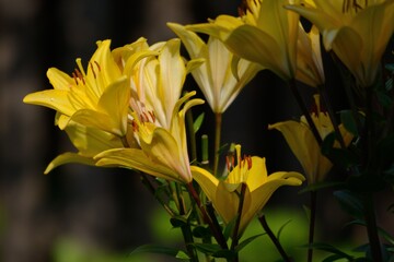 Yellow lilies on a darkened, blurred background