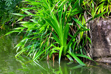 Green plants near the surface of the water on a pond
