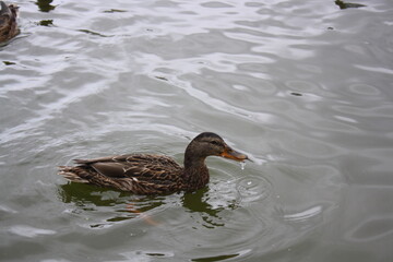 duck on the water