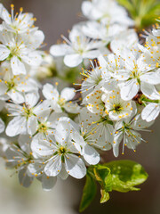 White flowers on a fruit tree on nature