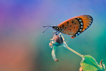 Fototapeta na wymiar butterfly on a flower, blurred background