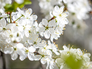 White flowers on a fruit tree on nature