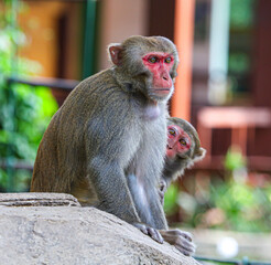 Obraz premium A monkey sits on a stone in a park
