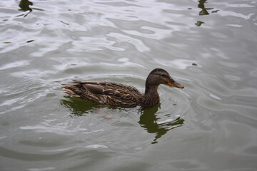 Fototapeta premium duck in the water