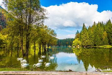 Fototapeta premium A lovely flock of white swans swims