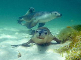 A sea lion  pups underwater looking at you