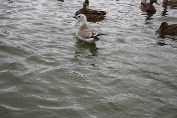 ducks and seagulls on the pond