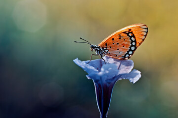 butterfly on flower in the morning