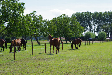 Obraz premium Chevaux dans un pré