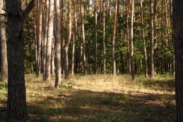 Obraz premium Green pine forest at summer