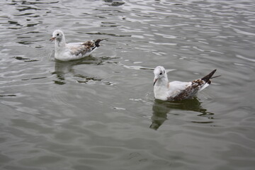 ducks and seagulls on the pond
