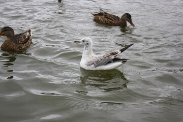 ducks and seagulls on the pond