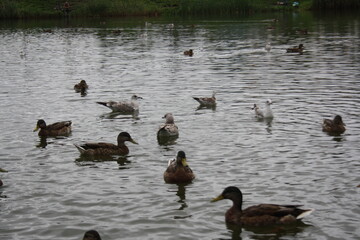 ducks on the lake