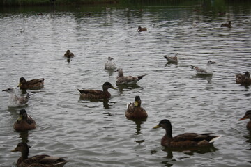ducks on the water