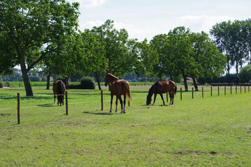 Chevaux dans un pr&eacute;