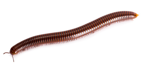 millipede isolated on white background