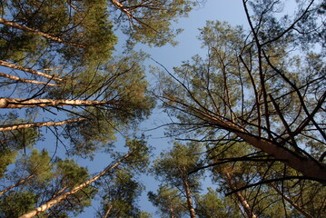 Green pine forest at summer