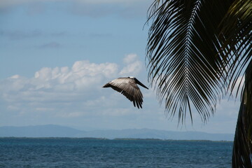 flying pelican