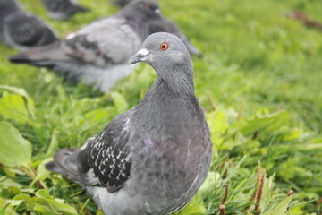 pigeon on grass