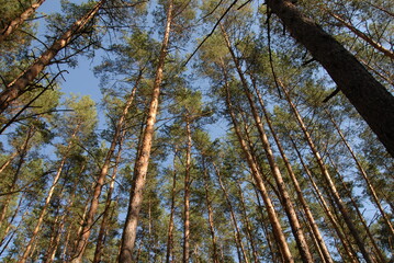 Green pine forest at summer