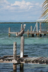 wooden pier on a tropical island