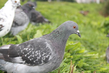 Obraz premium pigeon in the park