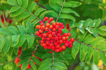 Red viburnum on the branches of a tree