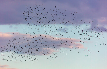 Flock of birds in the sky at sunset