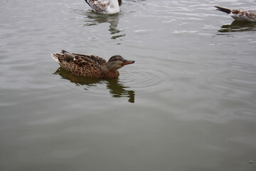 duck swims in the pond close up