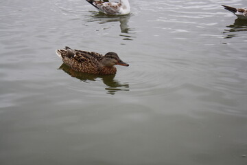 duck swims in the pond close up