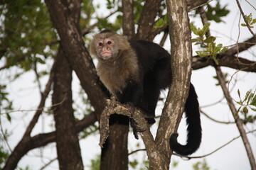 monkey in a tree