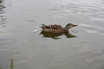 duck in the pond drinking water