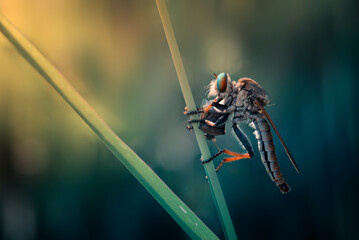 a robberfly is having a delicious breakfast