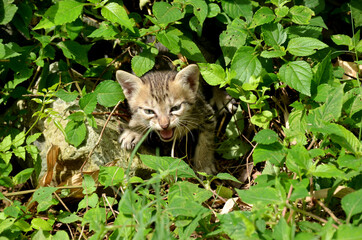 the brown color kitten with grass plant in the forest. - obrazy, fototapety, plakaty