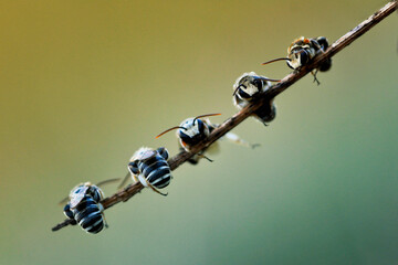 a group of bees lined up on the stalk