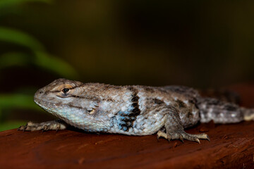 Desert Spiny Lizard (Sceloporus magister)...to a Person, This is a Lizard.  To an Insect, This is T-Rex!