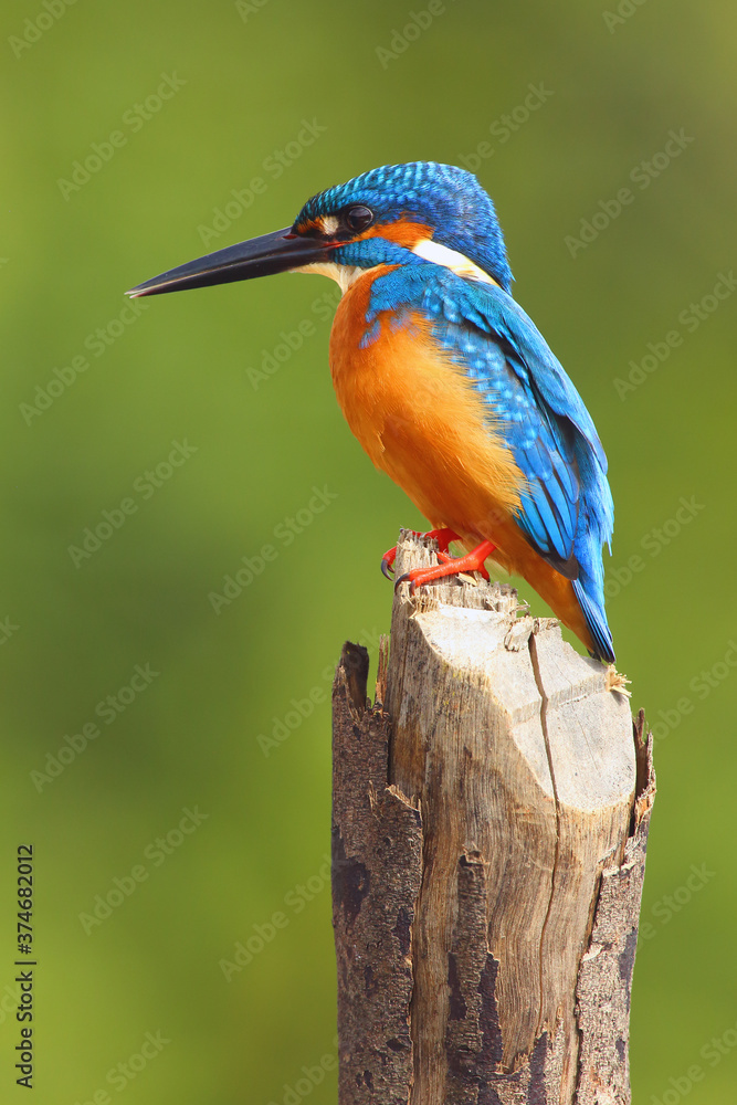 Canvas Prints The common kingfisher (Alcedo atthis) also known as the Eurasian kingfisher, and river kingfisher sitting on the stake. Blue kingfisher with green background.