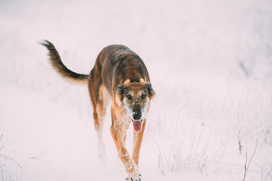 Hunting Sighthound Hortaya Borzaya Dog During Hare-hunting At Winter Day In Snowy Field