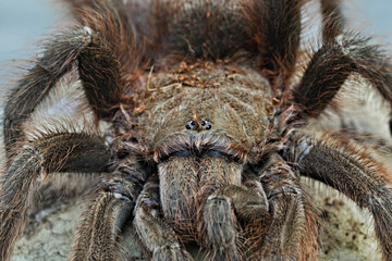 tarantula who is staring intently