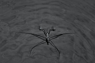 spider on the water