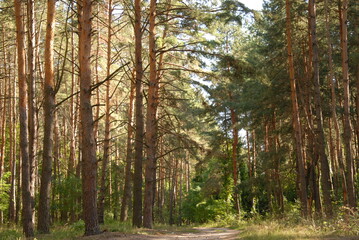 Green pine forest at summer