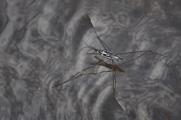mosquito on the water