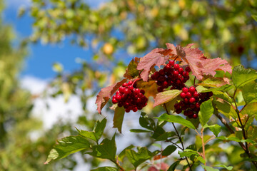 Obraz premium View of guelder rose (Viburnum opulus) red berries on the branch. Blurred background. Selective focus. Copy space for your text. Theme of trees for ornamental garden.