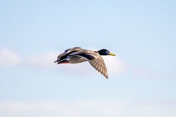 Mallard duck in flight. Green, outdoor.