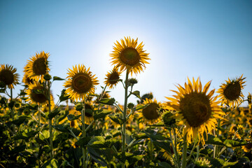 Close up shot of sunflowers in the sunflower field.