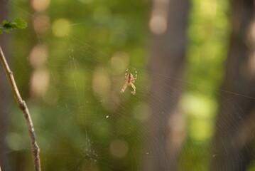 Green pine forest at summer