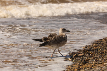 seagull on the beach